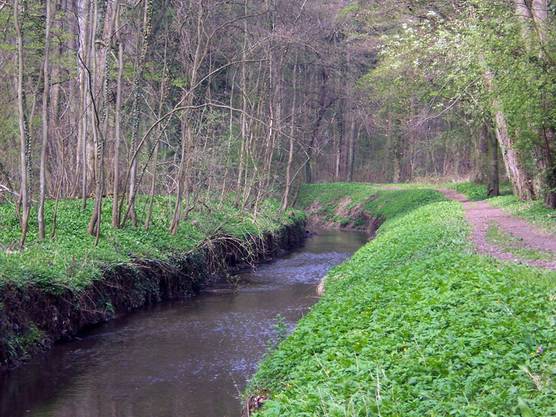 Der Kriegbach im Hubwald zwischen Reilingen und Neulußheim