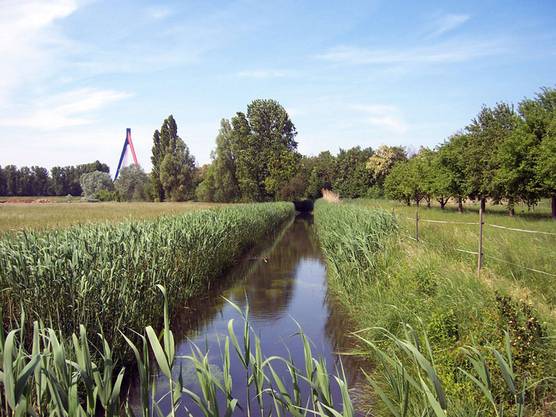 Der Kothlachgraben im Hockenheimer Rheinbogen