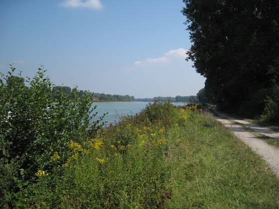 Der Oberrhein zwischen Altlußheim und Ketsch